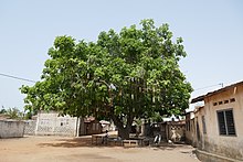 Dambal gi (Kigelia africana)