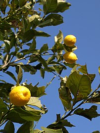 Mature lemons