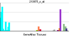 PBB GE LYZ 213975 s at tn.png