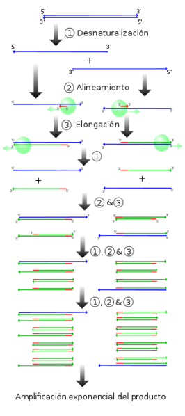 File:PCR es.png