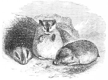 Lemming, Creatures of the World Wikia