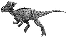 Egy leíratlan, nem hivatalosan a Pachycephalosaurus wyomingensis fajhoz kapcsolt pachycephalosaurus rekonstrukciója
