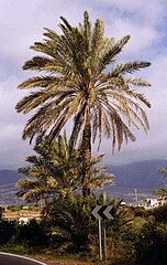 Date Palm, Phoenix dactylifera