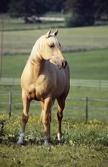 Photo d'un cheval massif dans son pré.