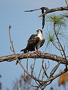 Pandion haliaetus