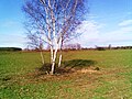 Birkengruppe in einer Geländesenke des “Panke-Feldes”. Februar 2009