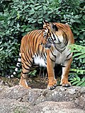 Miniatyrbild för Indokinesisk tiger