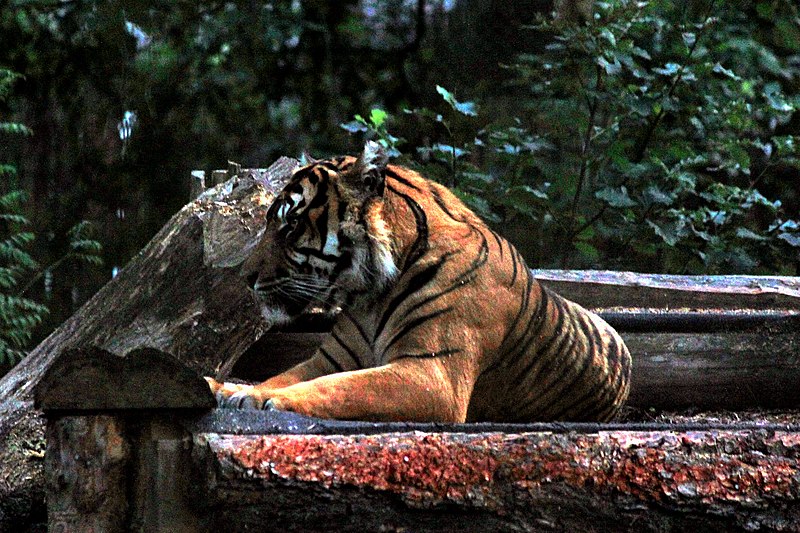 File:Panthera tigris sumatrae evening shot.jpg