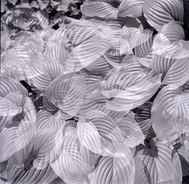 File:Paolo Monti - Serie fotografica - BEIC 6361615.jpg