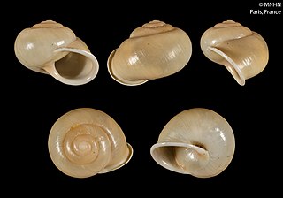 <i>Parachloritis</i> Genus of gastropods