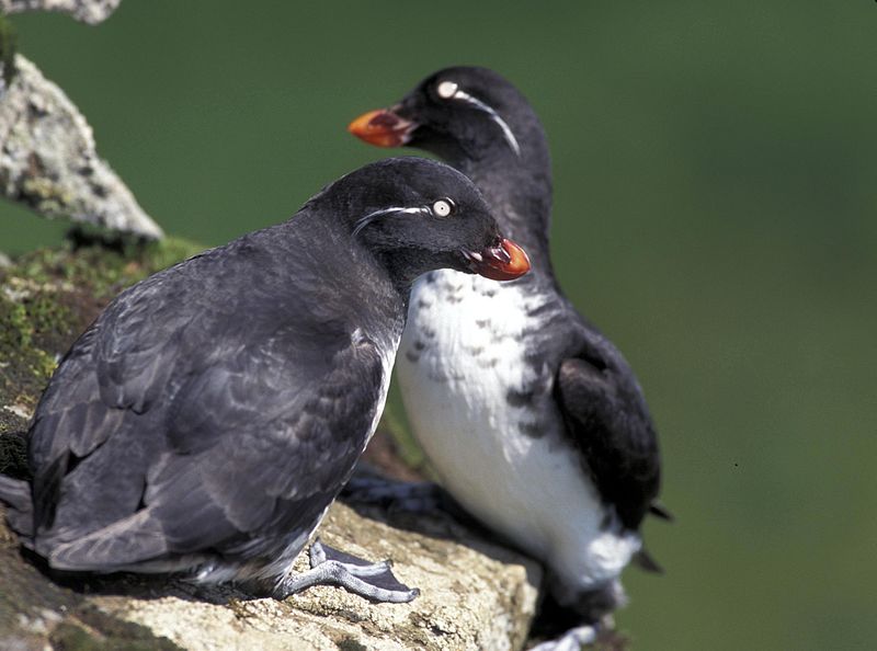 File:Parakeetauklets2.jpg