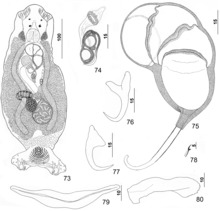 Паразит150040-fig10 Pseudorhabdosynochus mcmichaeli Kritsky, Bakenhaster & Adams, 2015 - ФИГУРИ 73-80.tif