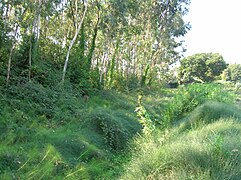 L'equiseto e la tipica vegetazione ripariale lungo il fosso