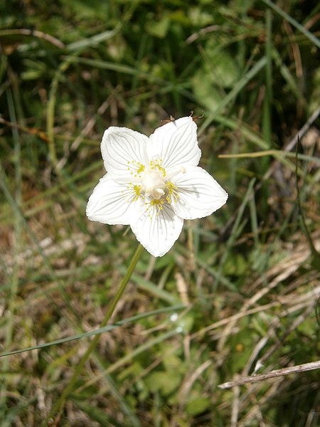 File:Parnassia palustris RHu.JPG