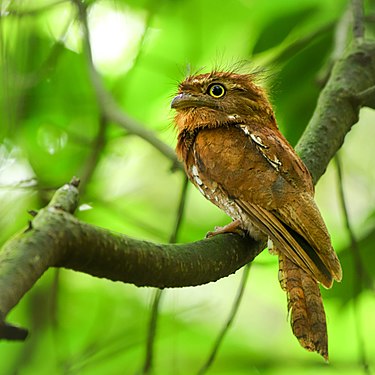 Javan frogmouth at KGPAA Mangkunagoro I Grand Forest Park. Photograph: Jarotthithok79