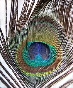 Pavo cristatus feather-mx.jpg
