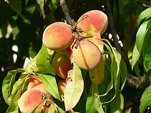 Fruit Pêche: Histoire, Variétés, Arômes de pêche