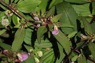 Pedicularis racemosa