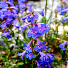 Penstemon virens close.png