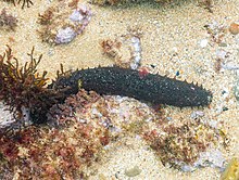 Pepino de mar (Holothuria forskali), ostrov de Mouro, Santander, España, 14. 8. 2019, DD 38.jpg