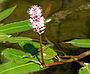 Veenwortel (Persicaria amphibia)