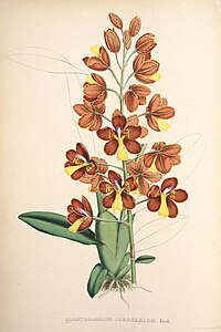 plate 47 Odontoglossum coronarium Otoglossum candelabrum