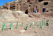 Urginea maritima bulbs in Petra in early December (2010)