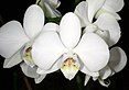 Phalaenopsis amabilis Orchi 198.jpg