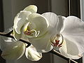 The office moth orchid in bloom.