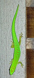 <i>Phelsuma astriata astriata</i> Subspecies of lizard