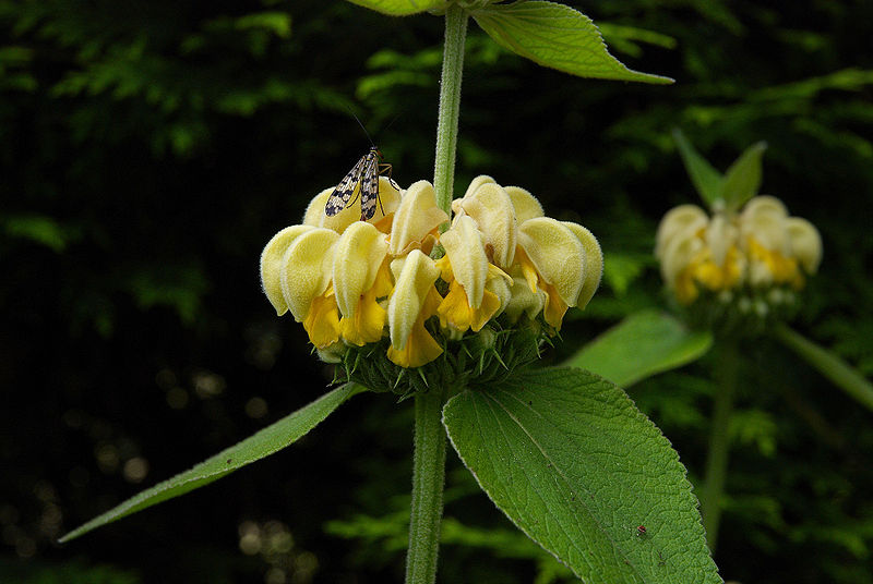 File:Phlomis russeliana C.jpg