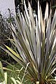 Phormium