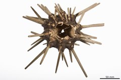 File:Phyllacanthus longispinus - ECH-000570 hab-ven.tif (Category:Echinodermata in the Natural History Museum of Denmark)