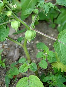 Physalis pruinosa desire.jpg 