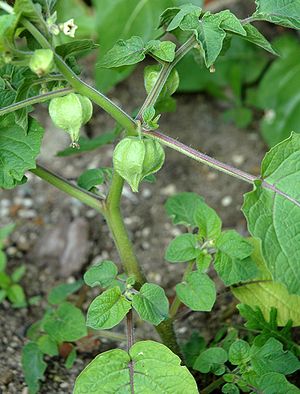 Physalis pruinosa habit.jpg