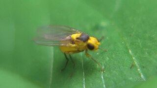 <i>Phytoliriomyza melampyga</i> Species of fly