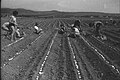 Plantation d'oignons au kibboutz (en) Marom Golan (v. 1969)
