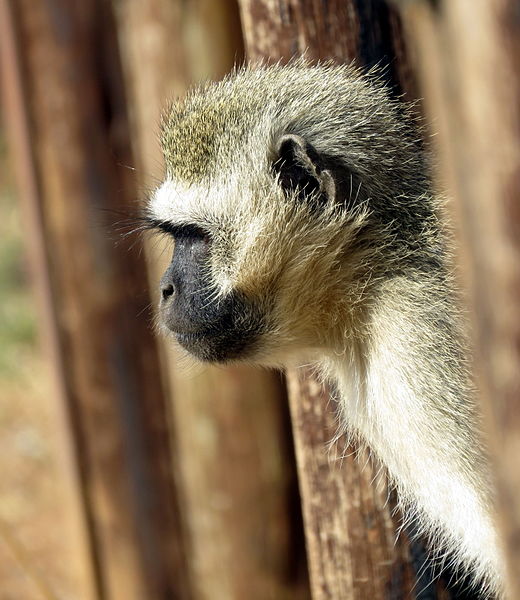 File:Pilanesberg Monkey.JPG