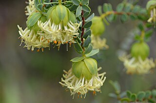 <i>Pimelea sulphurea</i> Species of flowering plant