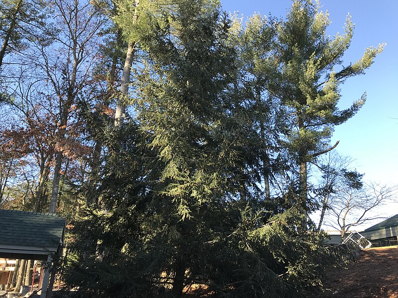 File:Pine Tree Around Campus.jpg