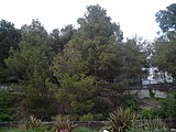 Català: Pineda del Parc del Mil·lenari. Parc del Mil·lenari (Sant Just Desvern). Varis. This is a a photo of a protected or outstanding tree in Catalonia, Spain, with id: MA-082212/ARBREDA Object location 41° 23′ 03.76″ N, 2° 04′ 42.89″ E  View all coordinates using: OpenStreetMap