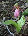 Full Pink Lady's Slipper