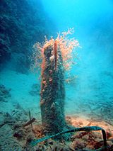 Live specimen of Pinna nobilis, in Levanto, Liguria Pinnidae - Pinna nobilis-001.jpg