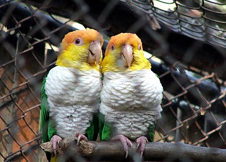 Two green-thighed parrots with bulging crops after feeding.