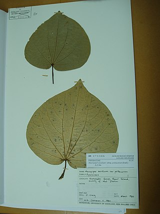 <i>Piper excelsum <span style="font-style:normal;">subsp.</span> psittacorum</i> Ishaan Ali