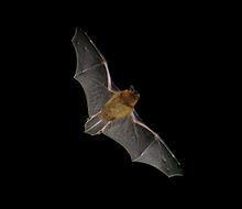 La Pipistrelle commune est l'une des chauves-souris les plus fréquentes, notamment près des maisons