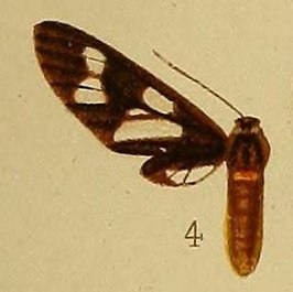 Eressa pleurosticta