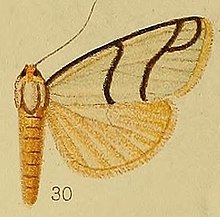 Табл.36-рис.30-Anaphosia astrigata Hampson, 1910.JPG