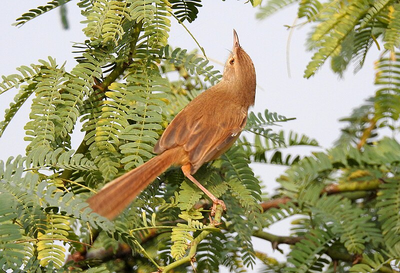 File:Plain Prinia Prinia inornata Chambal Uttar Pradesh by Dr. Raju Kasambe (6).jpg