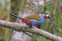 Plate-billed mountain toucans are nest predators of toucan barbets. Plate-billed Mountain-Toucan 3 JCB.jpg